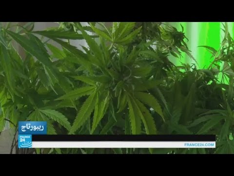 بالفيديو استخدام القنب الهندي المخدر يلقى رواجا كبيرًا في كاليفورنيًا