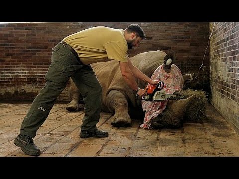 شاهد حظيرة هولندية تحمي وحيد القرن من المهرِّبين