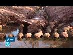 شاهد نظام الري القديم لتوزيع المياه في الجزائر  الفقارة